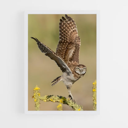 ap-burrowing owl-3 cadre Blanc