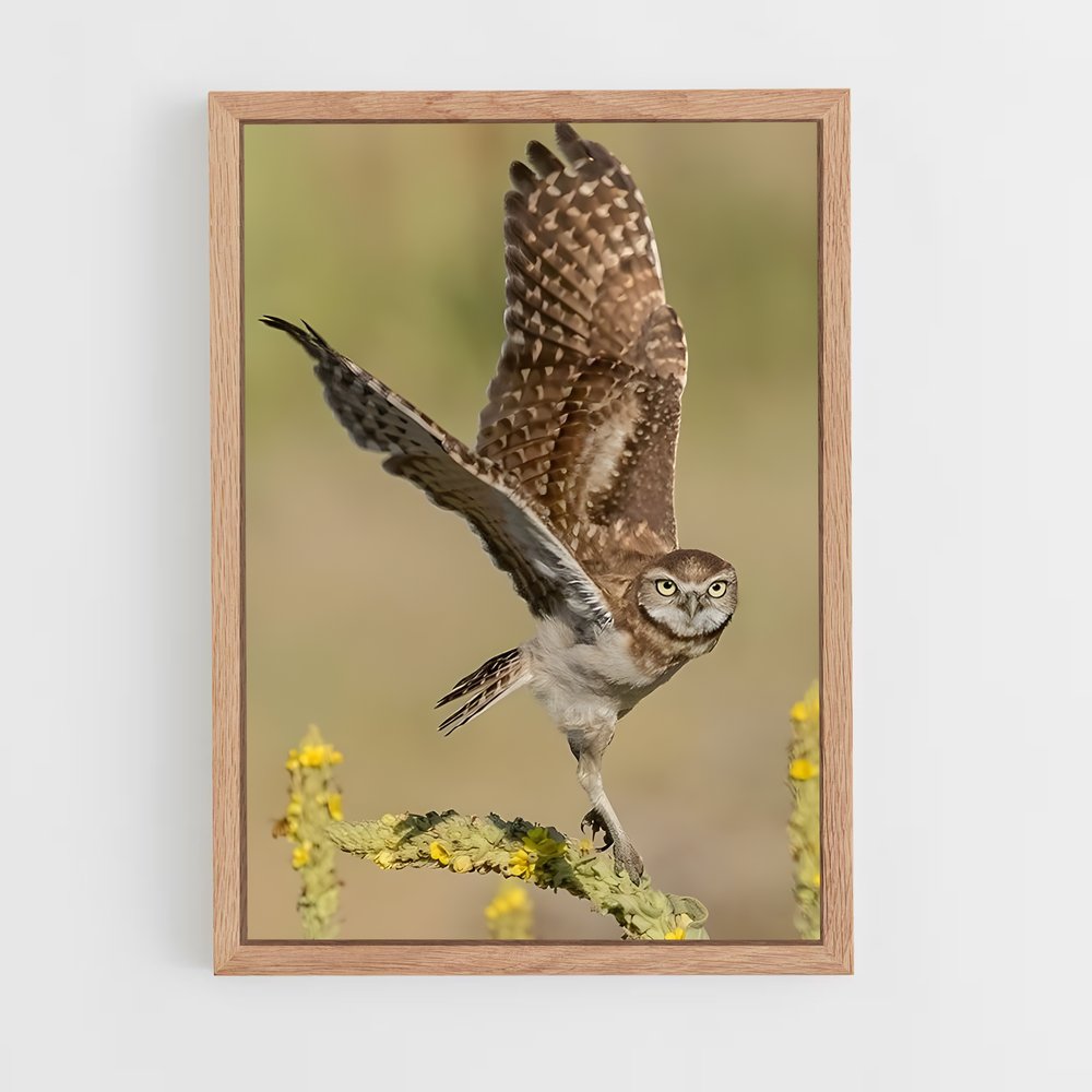 ap-burrowing owl-3 cadre Bois clair
