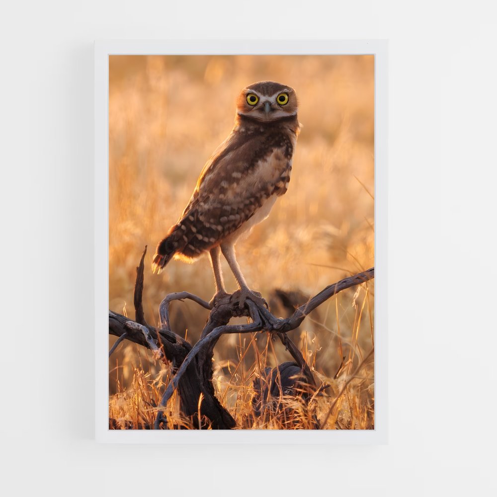 ap-burrowing owl-5 cadre Blanc