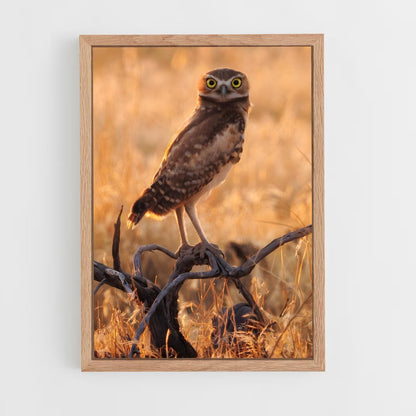 ap-burrowing owl-5 cadre Bois clair