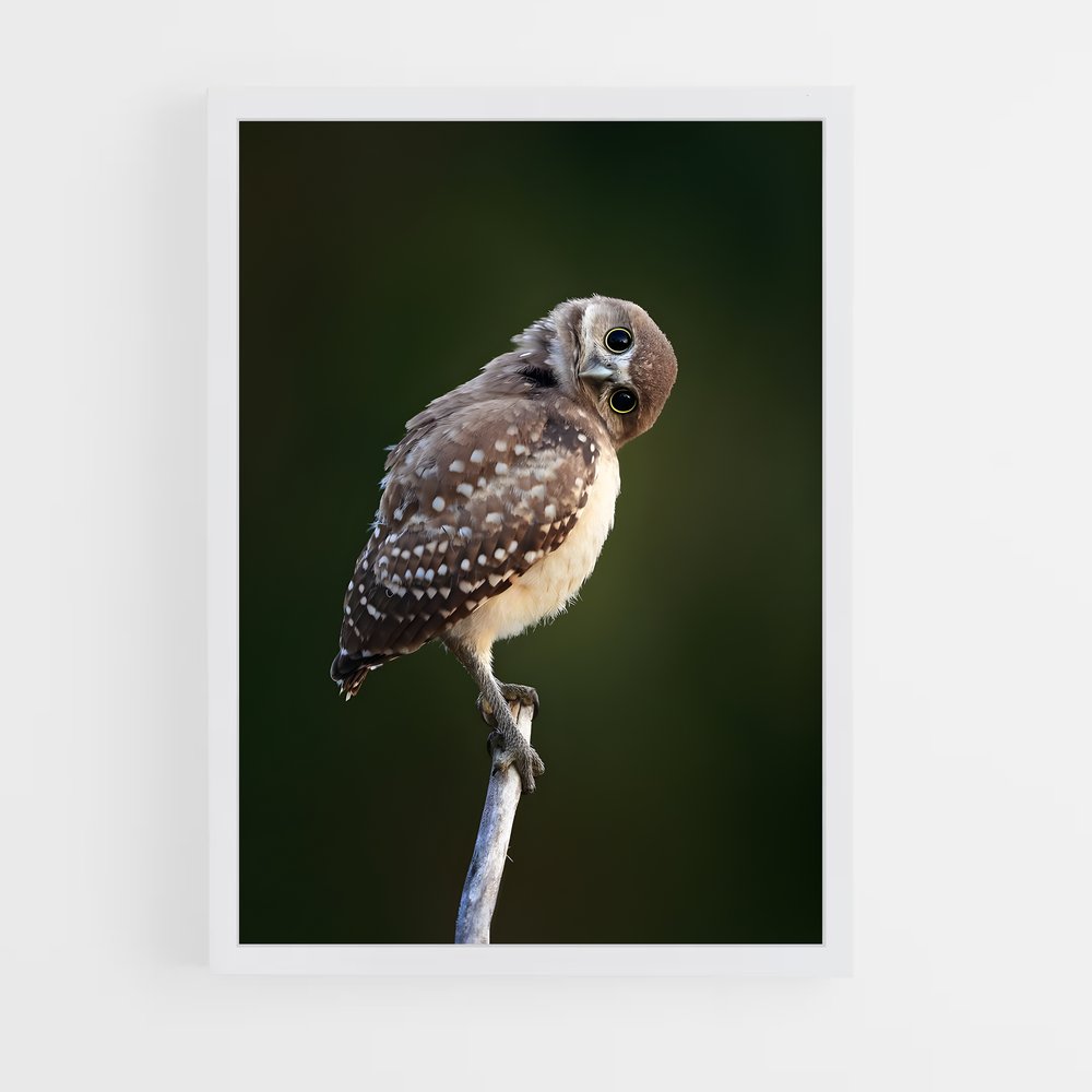 ap-burrowing owl-6 cadre Blanc