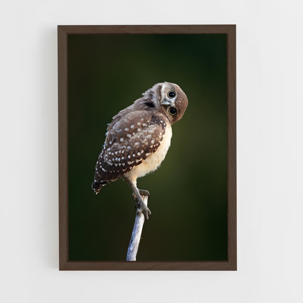 ap-burrowing owl-6 cadre Bois foncé