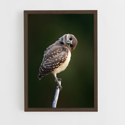 ap-burrowing owl-6 cadre Bois foncé