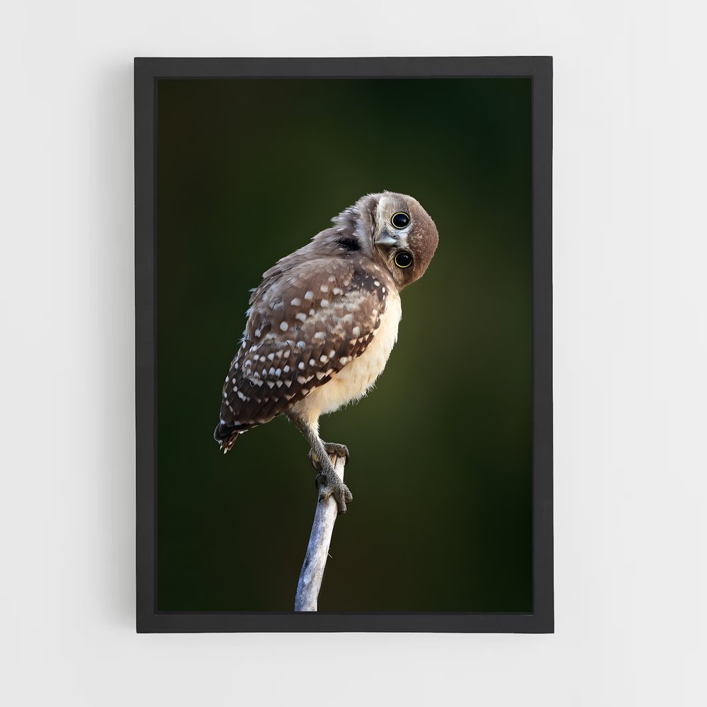 ap-burrowing owl-6 cadre Noir