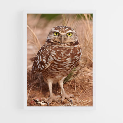 ap-burrowing owl-7 cadre Blanc