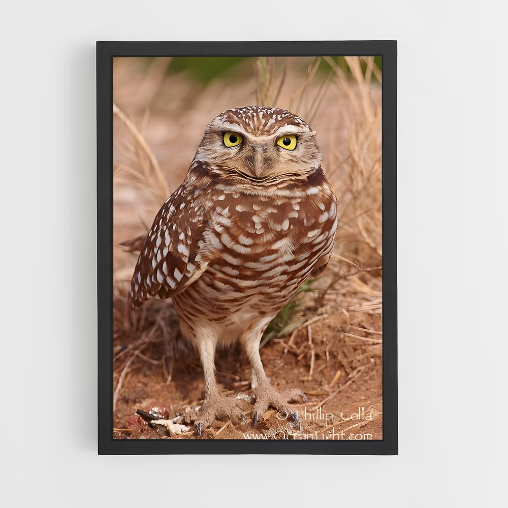 ap-burrowing owl-7 cadre Noir