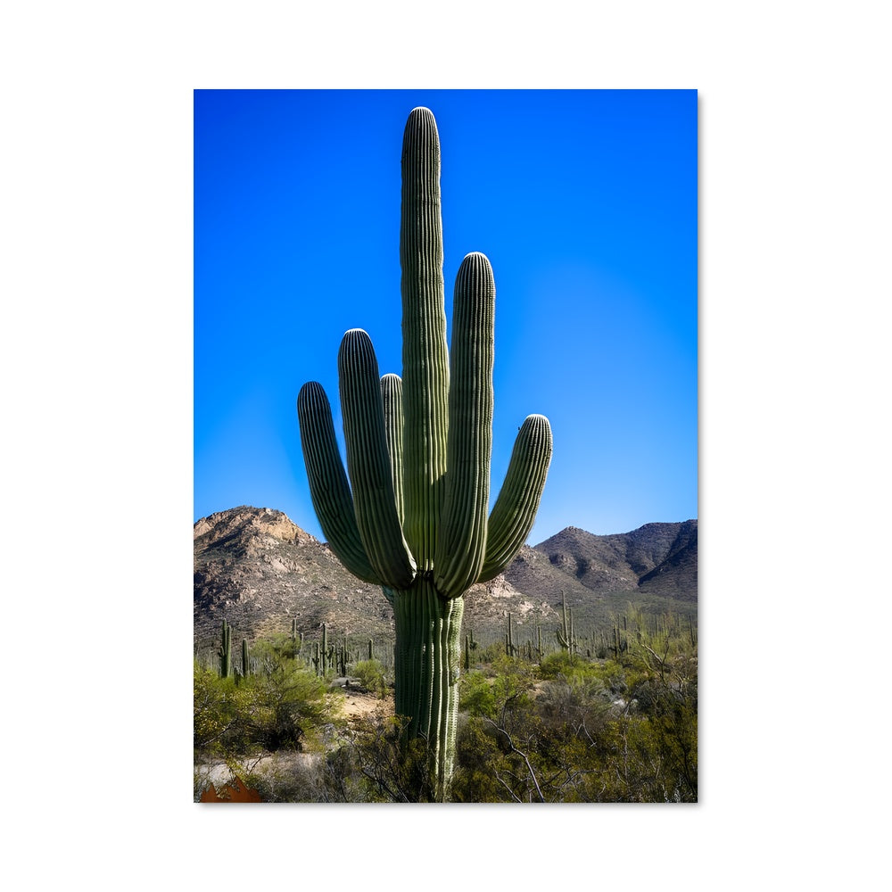 Poster Cactus Sonoré