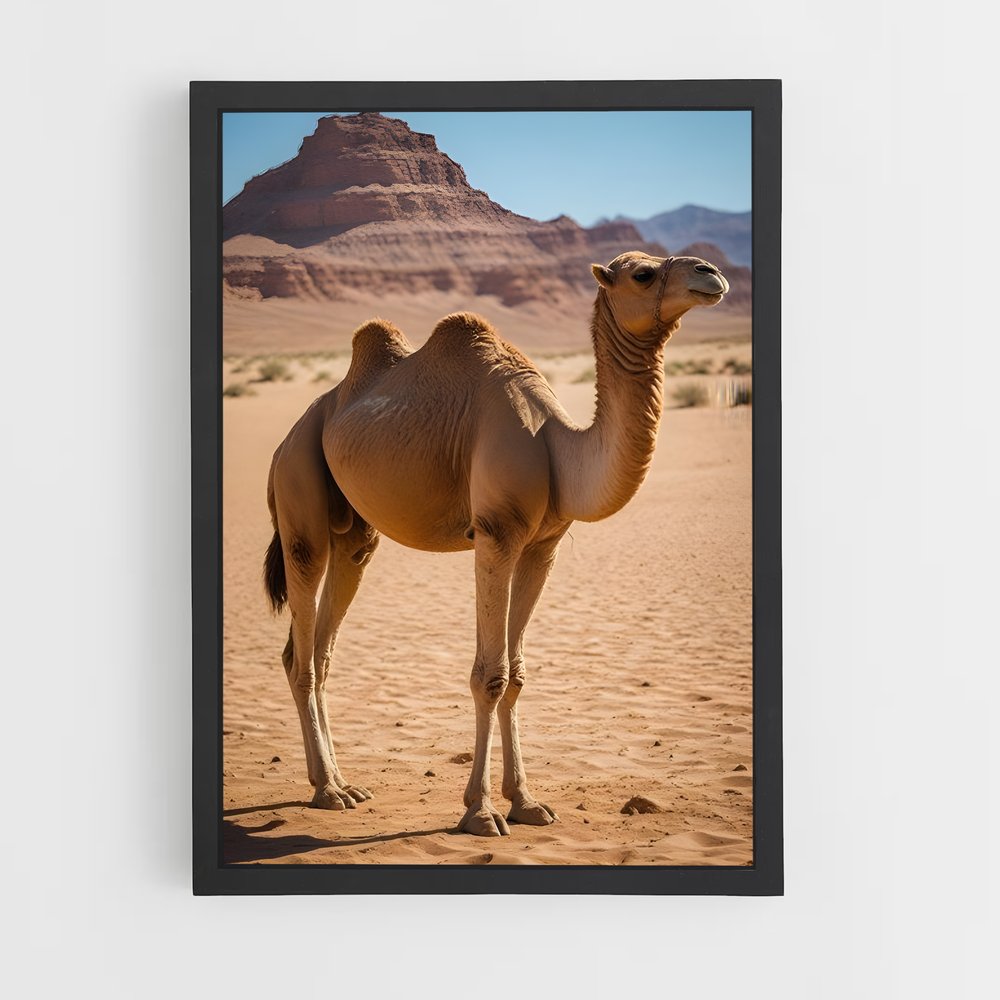 ap-camel-1 cadre Noir