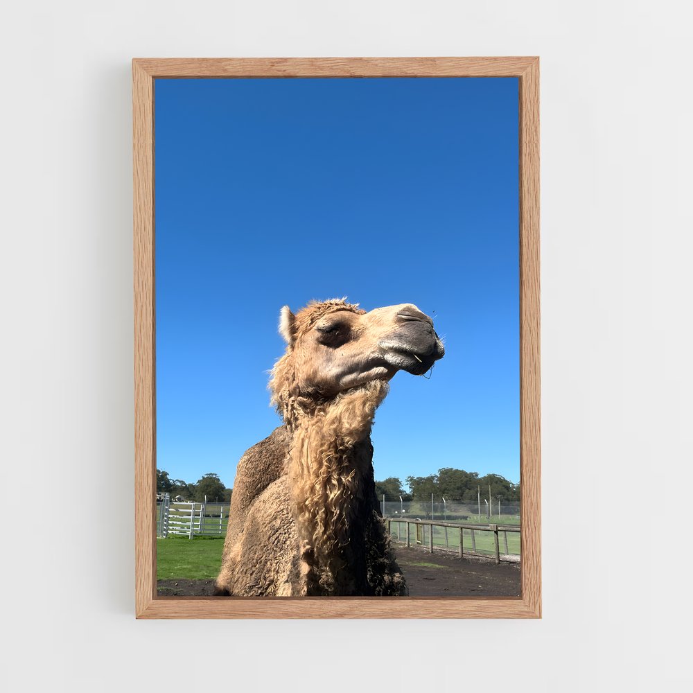 ap-camel-2 cadre Bois clair