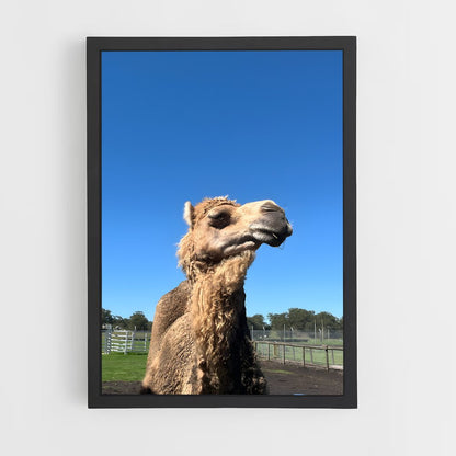ap-camel-2 cadre Noir