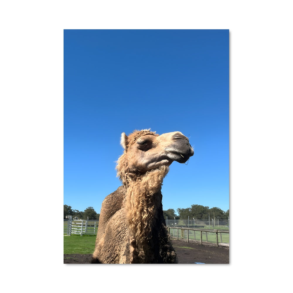 Poster Oasis de Sable