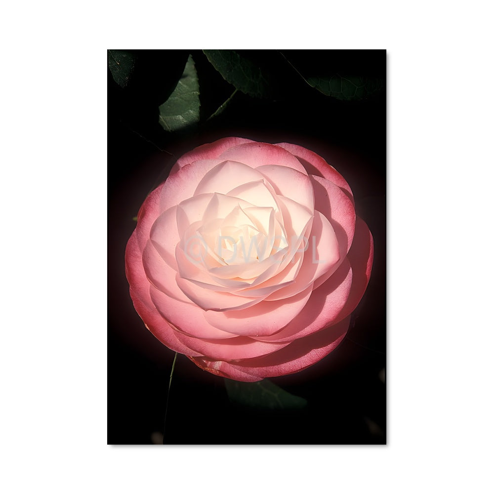 Poster Rose Nocturne