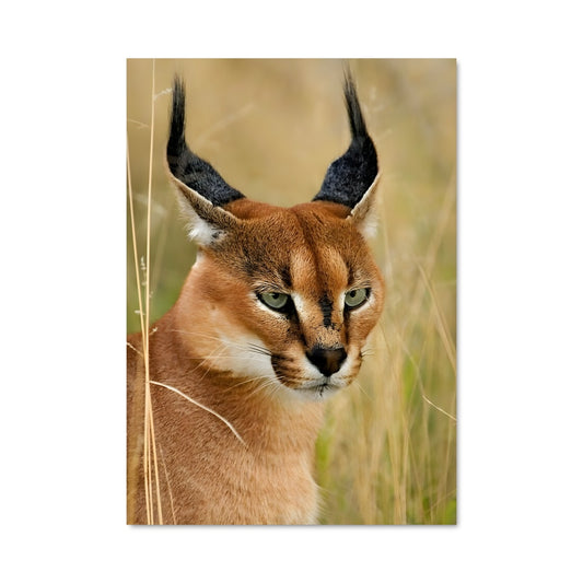 Poster Chasseur des Steppes