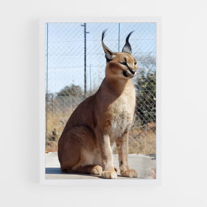 ap-caracal-2 cadre Blanc