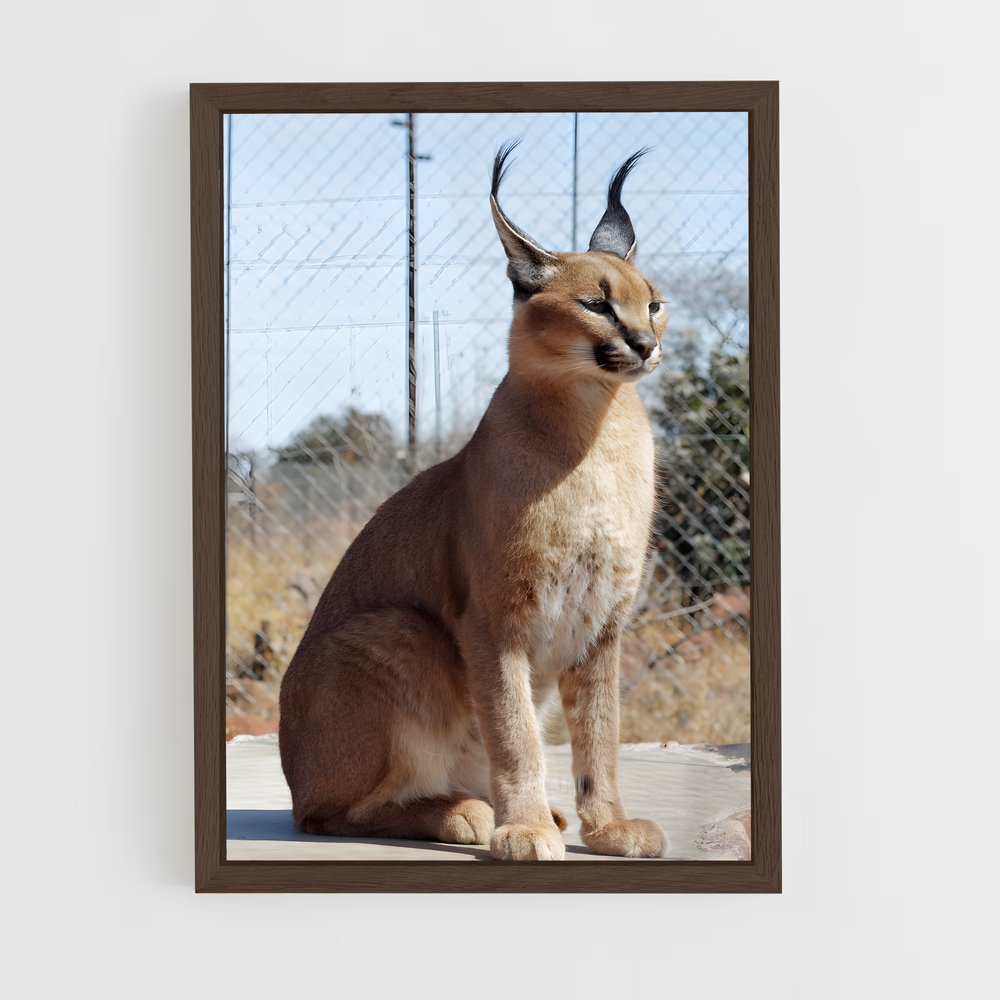 ap-caracal-2 cadre Bois foncé
