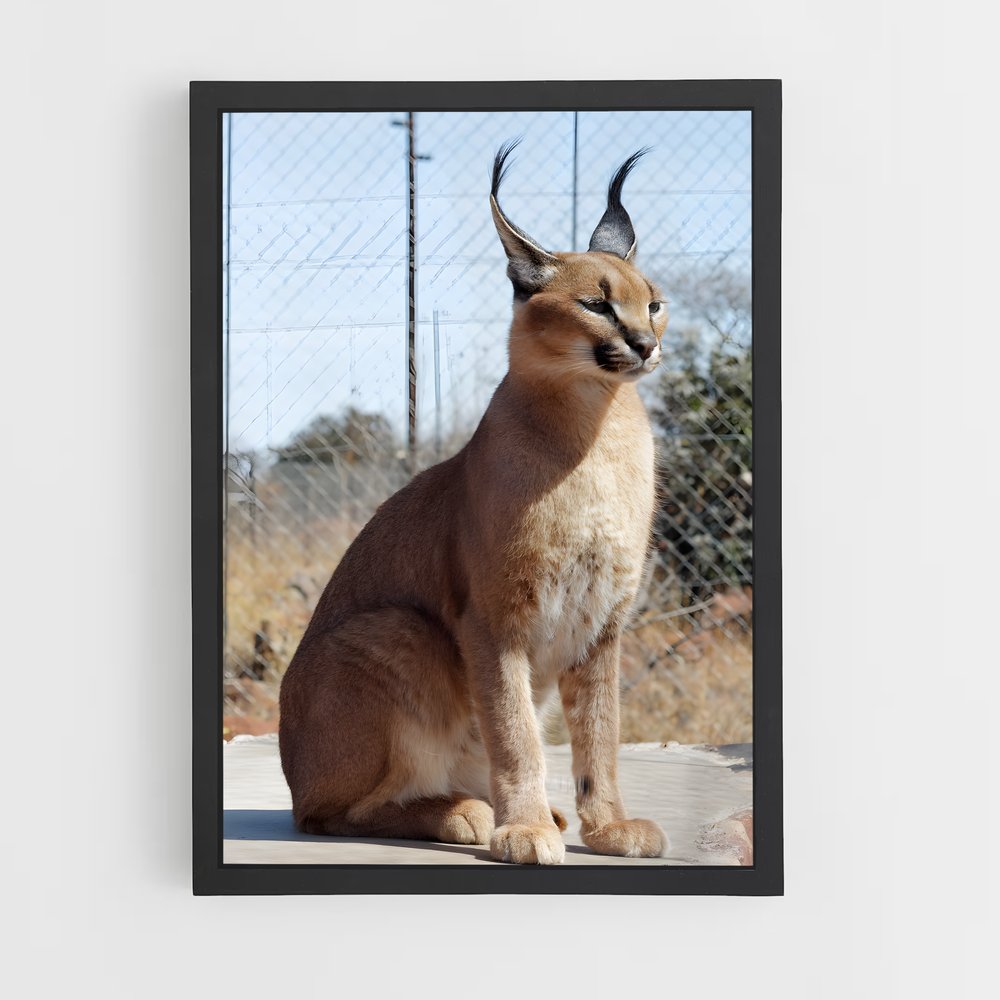 ap-caracal-2 cadre Noir