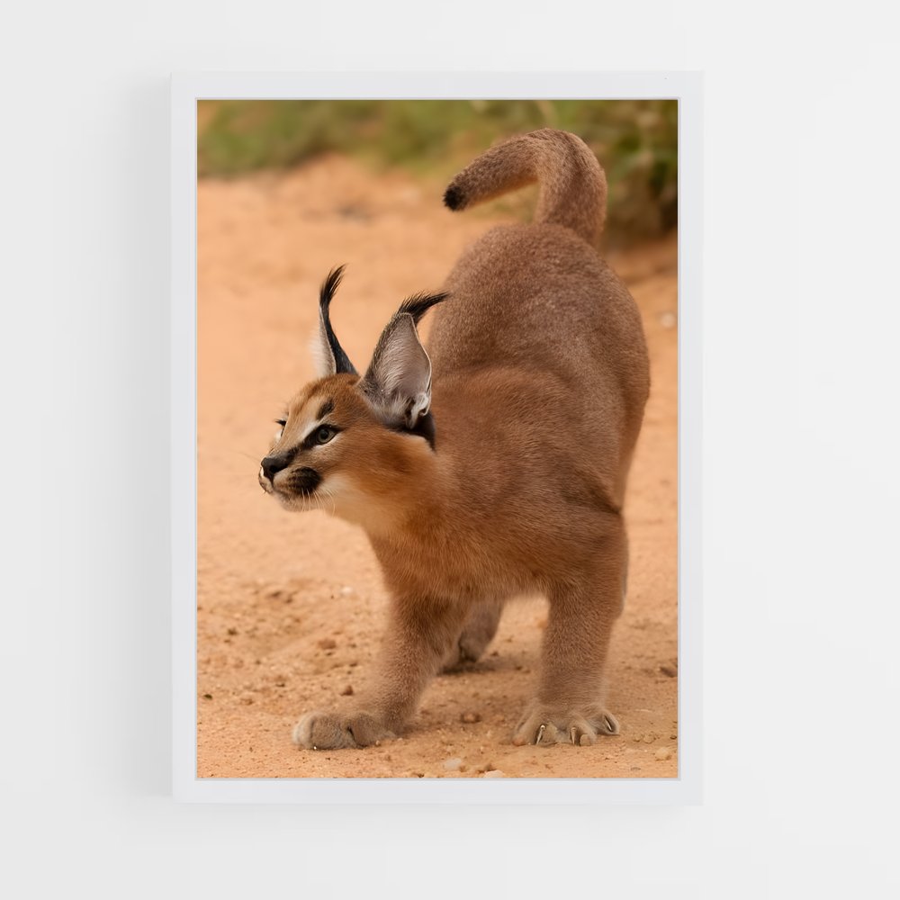 ap-caracal-3 cadre Blanc