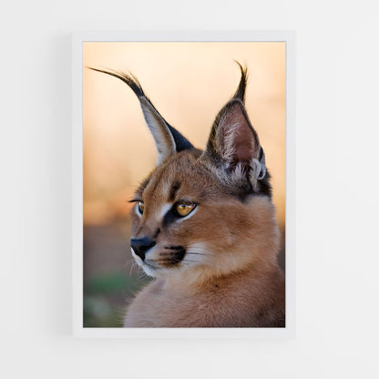 ap-caracal-4 cadre Blanc