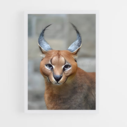 ap-caracal-5 cadre Blanc
