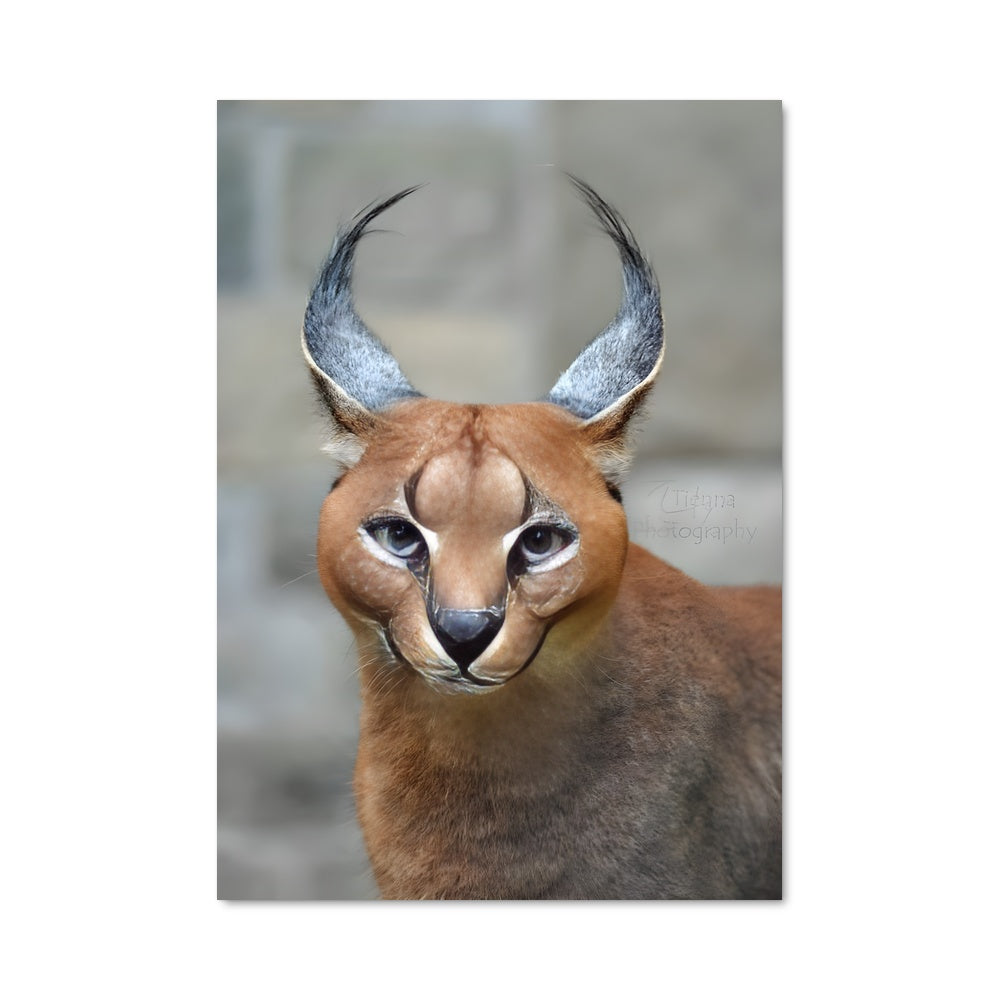 Poster Caracal Mystique