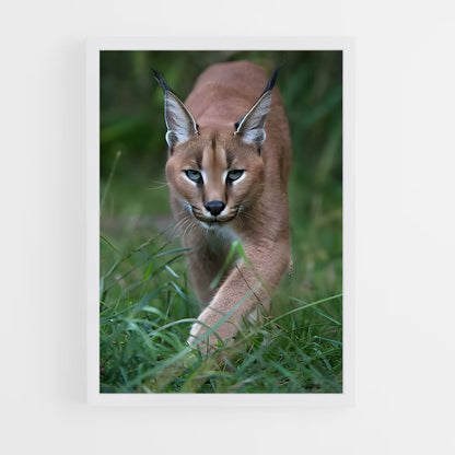 ap-caracal-6 cadre Blanc