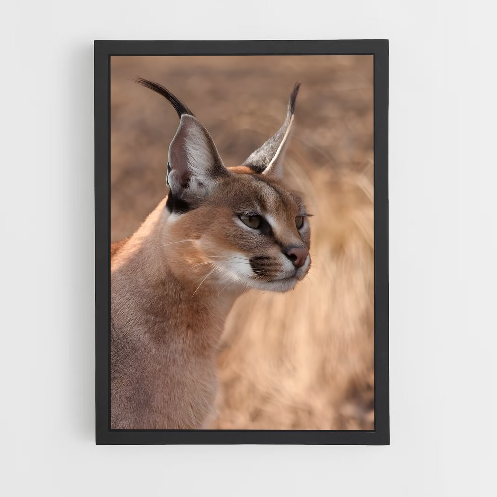 ap-caracal-7 cadre Noir