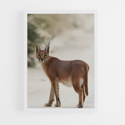 ap-caracal-8 cadre Blanc