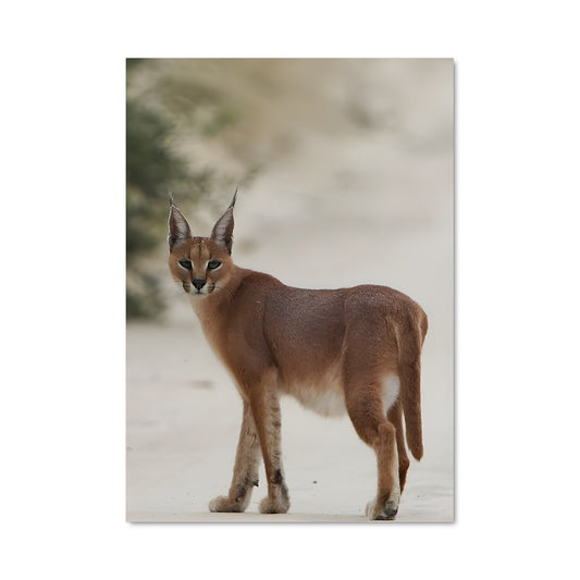 Poster Caracal 83278