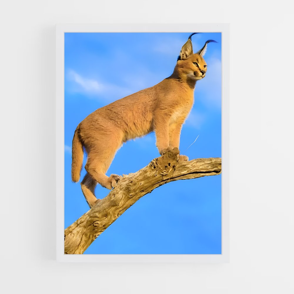 ap-caracal-9 cadre Blanc