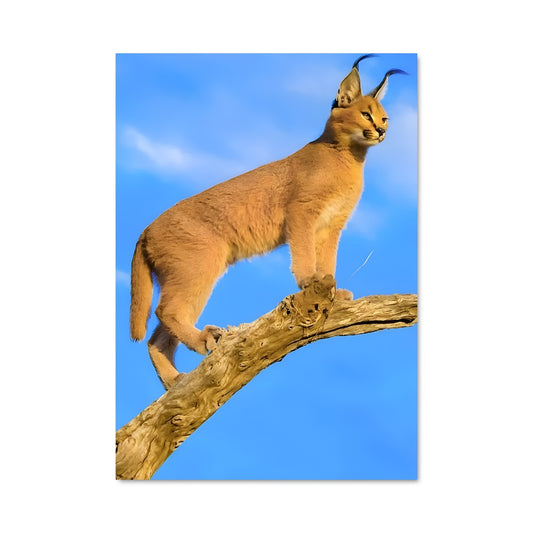 Poster Le Chasseur Agile