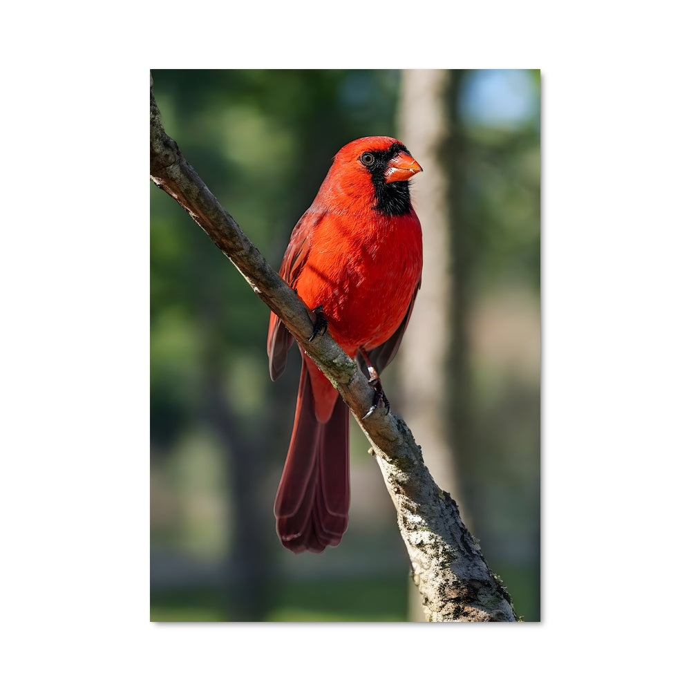 Poster Cardinal 83284