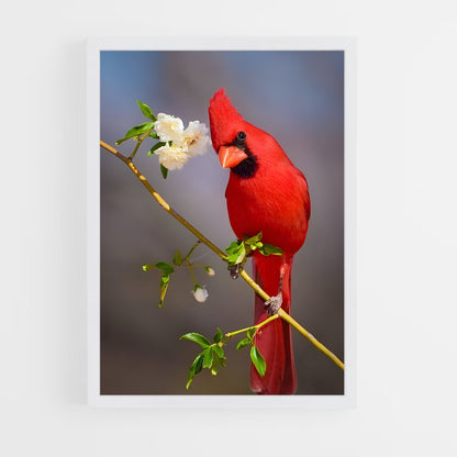 ap-cardinal-7 cadre Blanc