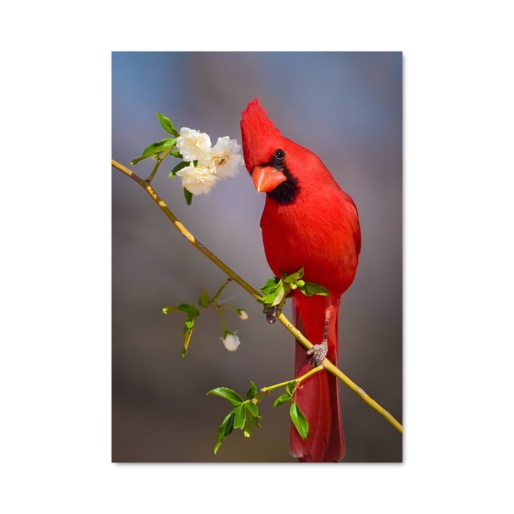 Poster Cardinal Enchanté