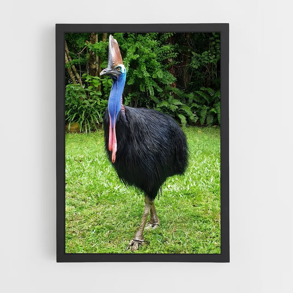 ap-cassowary-10 cadre Noir
