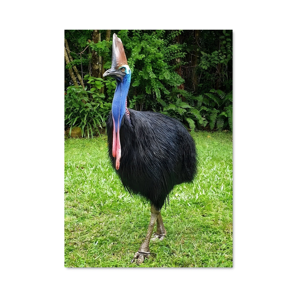 Poster Le Kookaburra Majestueux