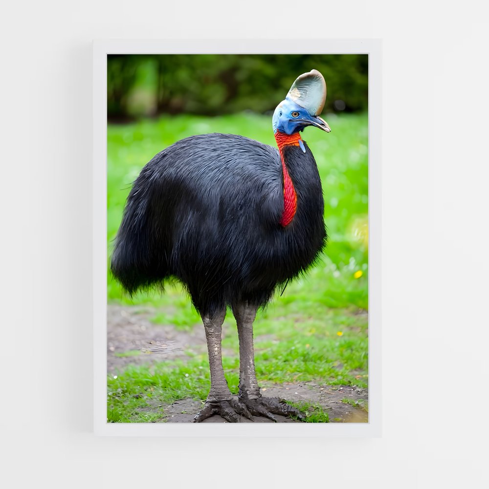 ap-cassowary-2 cadre Blanc