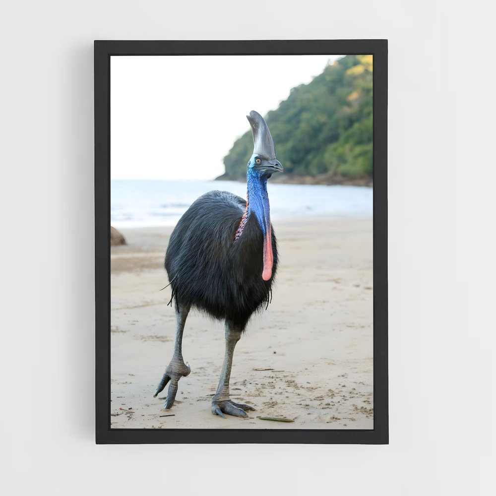 ap-cassowary-6 cadre Noir