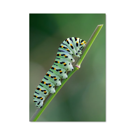 Poster Métamorphose Magique