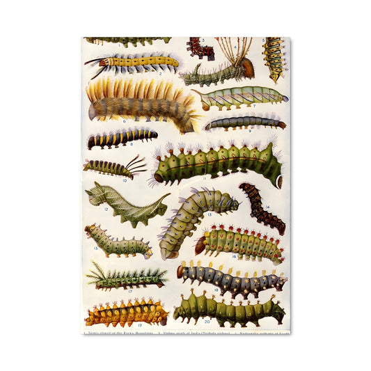 Poster Métamorphose Vintage