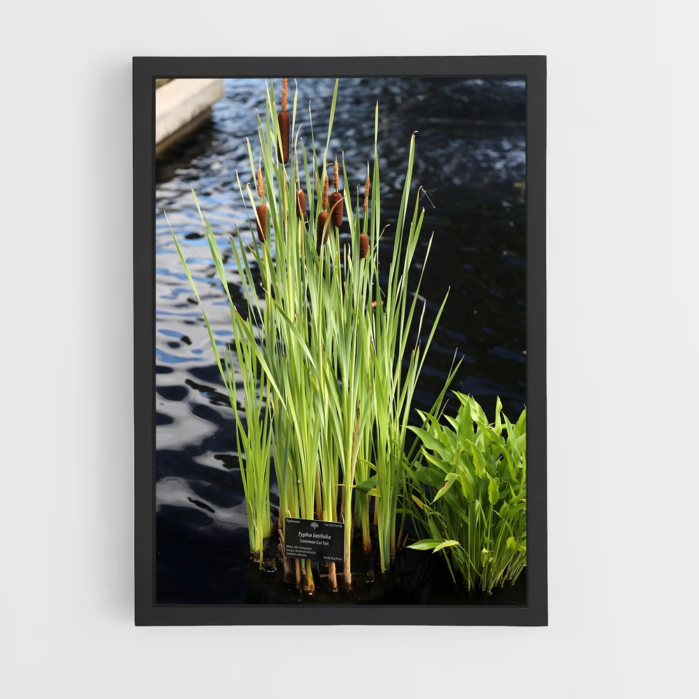 ap-cattail-1 cadre Noir