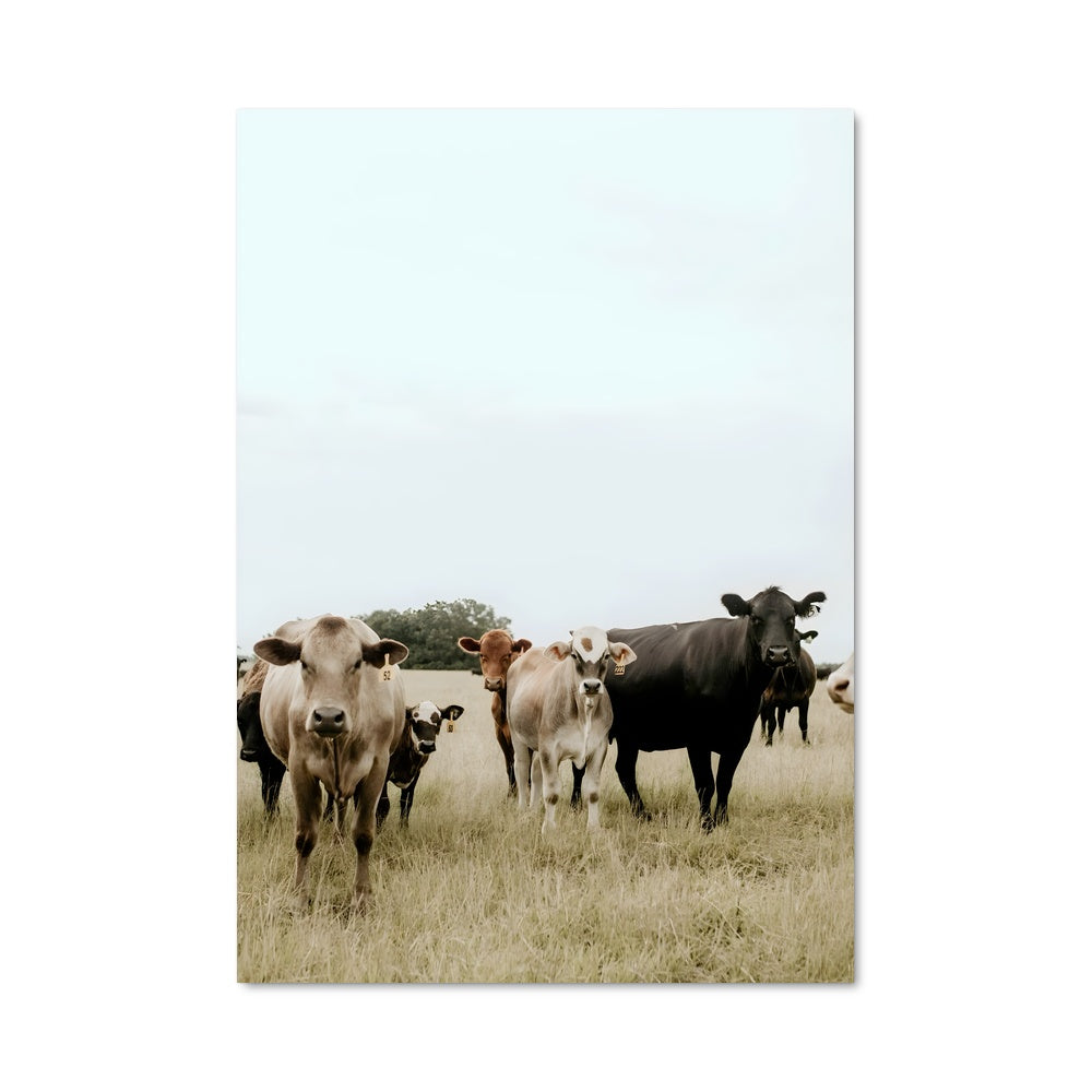 Poster Prairie en Liberté
