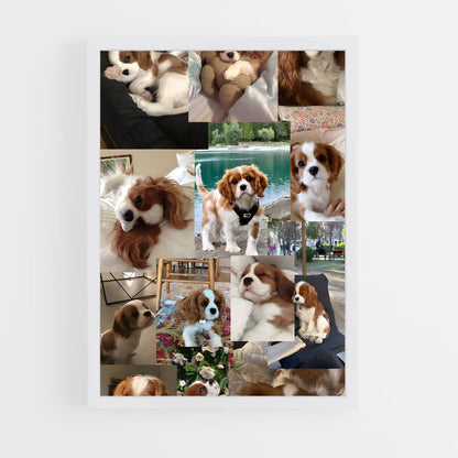 ap-cavalier king charles spaniel-1 cadre Blanc