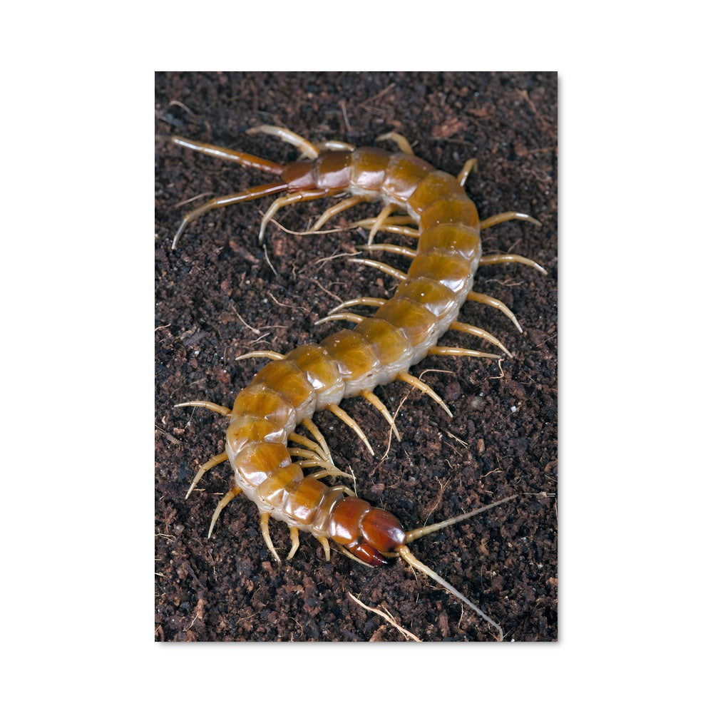 Poster La Chenille Mystérieuse