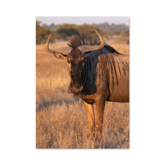 Poster Majesté du Kalahari