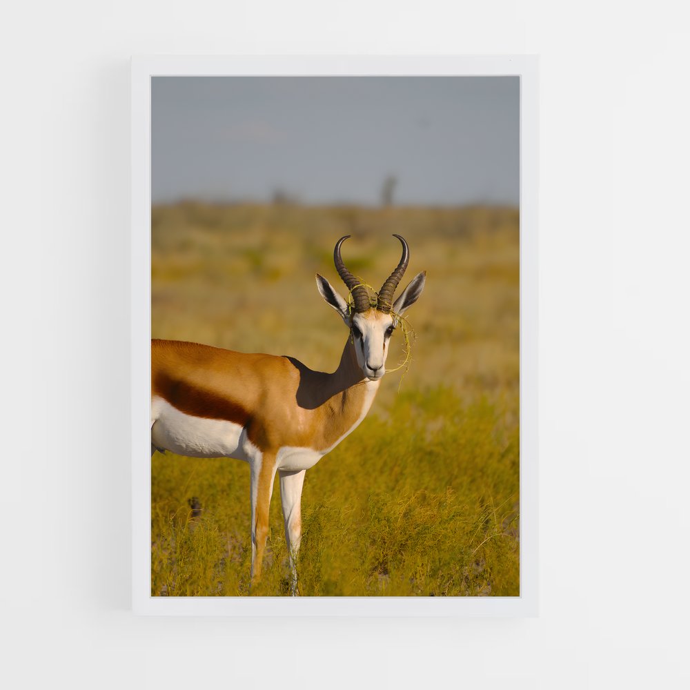ap-central kalahari game reserve-3 cadre Blanc