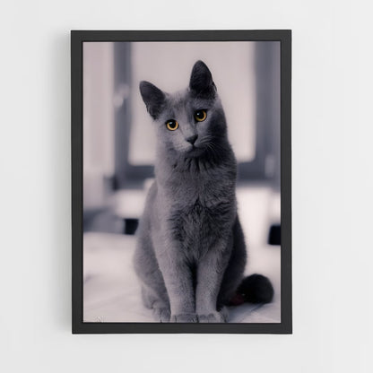 ap-chartreux-1 cadre Noir