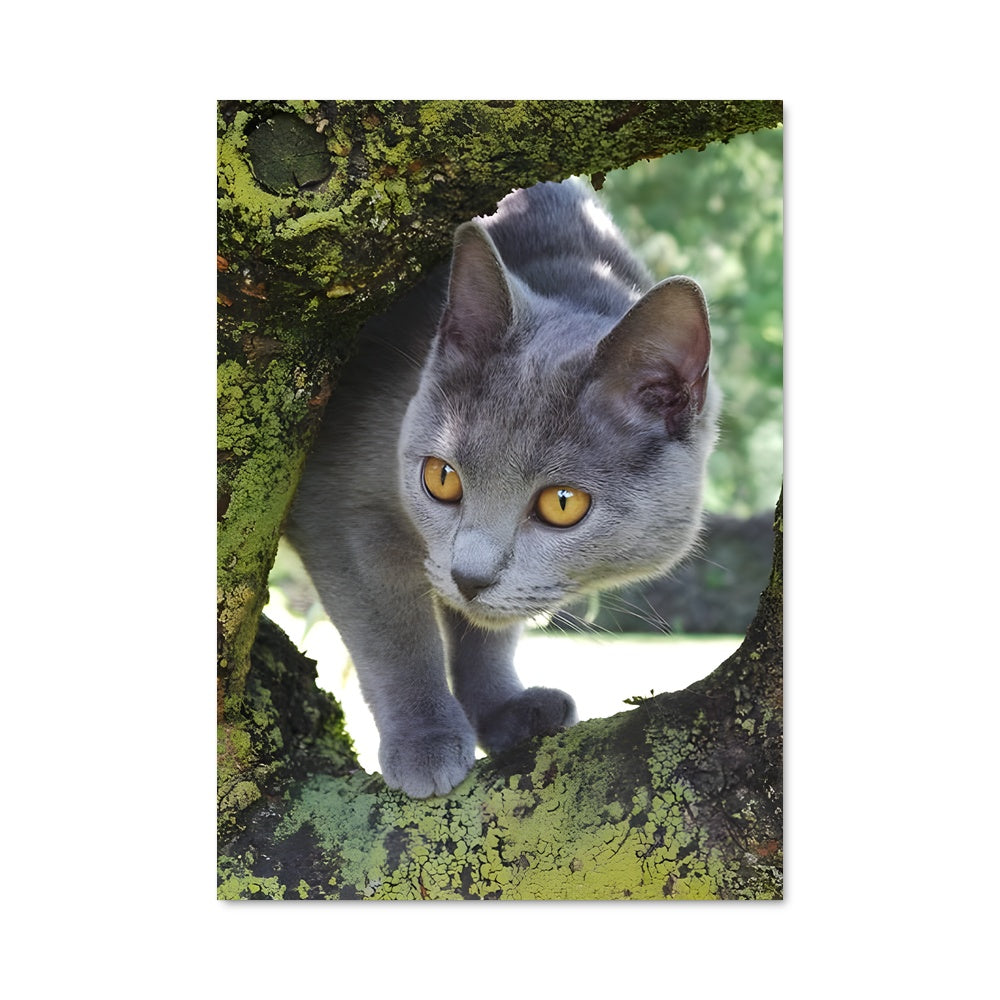 Poster Chartreux 84708