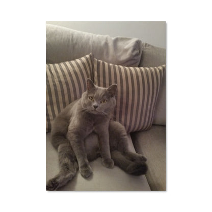Poster Douceur de Chat