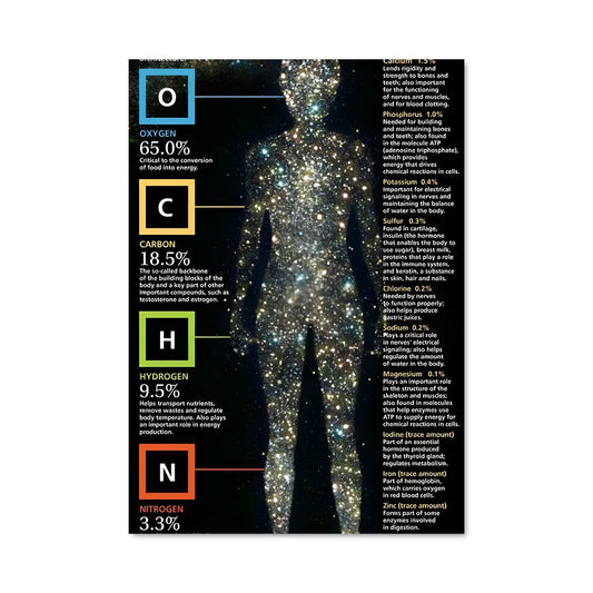 Poster Anatomie Essentielle