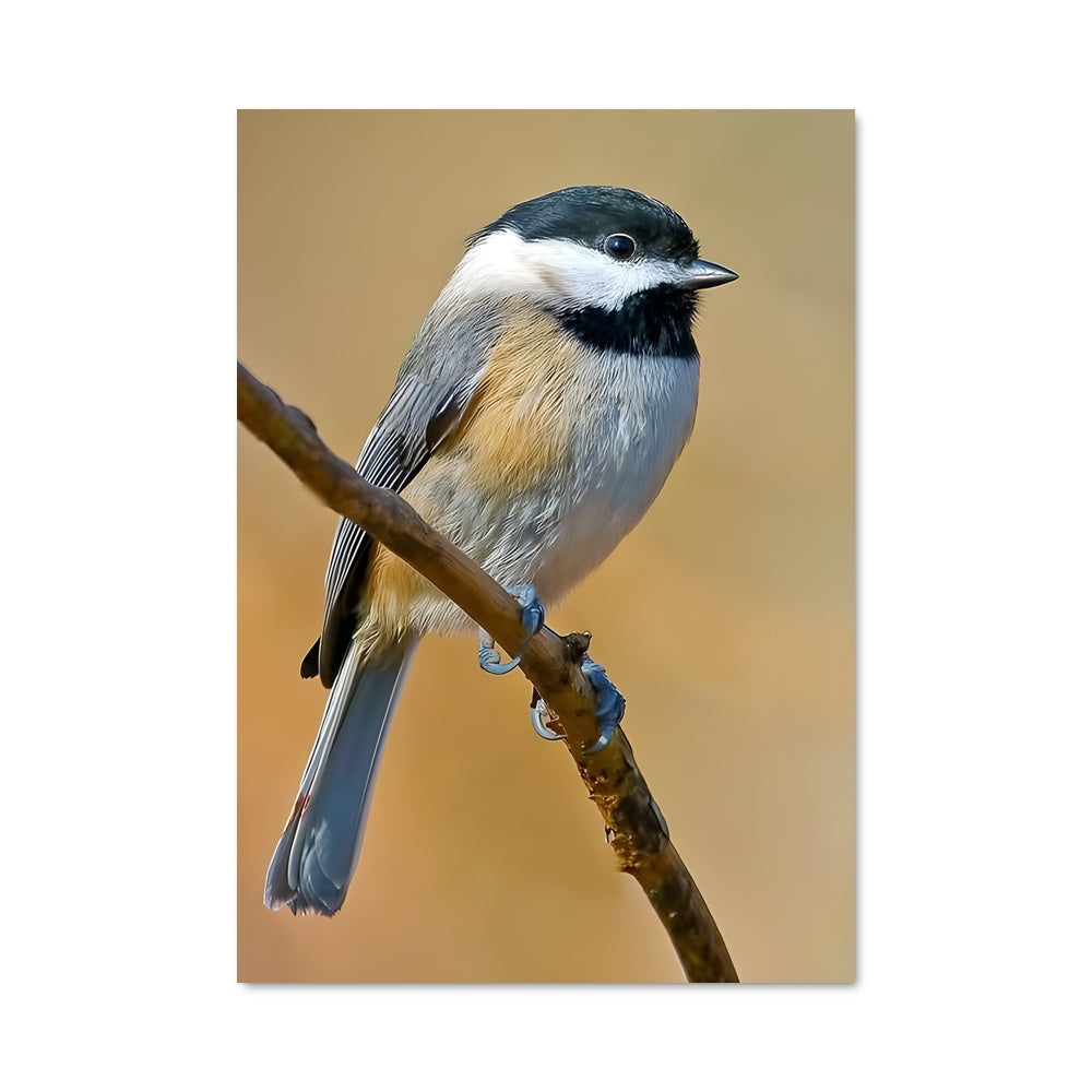 Poster Petit Moineau